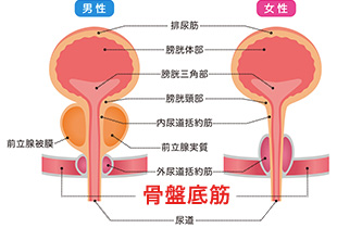 骨盤底筋とは骨盤の底で内臓を支える、筋肉や靱帯のことイメージ